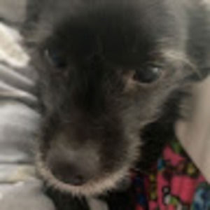 Meet your Posher, Holly